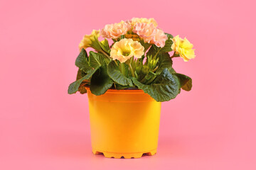 Potted yellow and pink primrose 'Primula Acaulis' blooming springflowers in flower pot on pink background