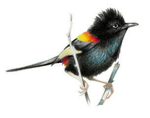 Red backed fairy wren sitting on a branch. Color pencil drawing