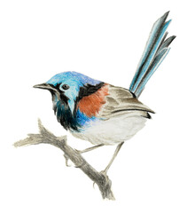 Lovely fairy wren (malyur) sitting on a branch. Color pencil drawing - obrazy, fototapety, plakaty