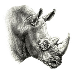 Pencil drawing. rhino& 39 s head in profile, isolated on white background © Анастасия Фирсова