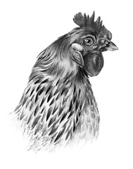 Graphic drawing. Detailed chicken head in profile on a white background.