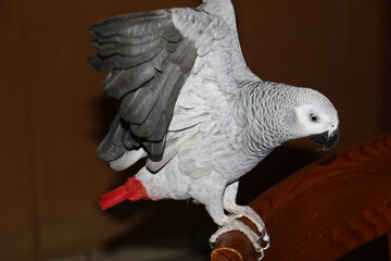 Grey parrot playing in its enclosure