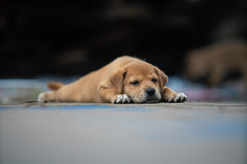 The sleeping brown colour dog on the floor