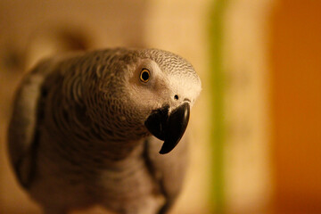 Obraz premium Grey parrot playing in its enclosure