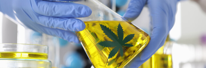 Gloved scientist holds flask of marijuana oil. Research on the properties of marijuana concept