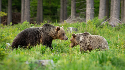 Pair of brown bear, ursus arctos, in mating season standing on a glade in summer forest. Two mammal looking at each other and bonding in green grass. Male and female animal in wilderness.