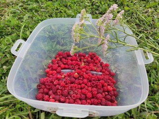 raspberry summer