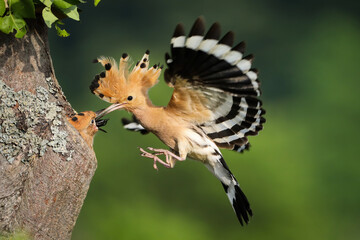 Eurasian hoopoe, upupa epops, feeding chick in flight in summer nature. Little birds nesting inside...