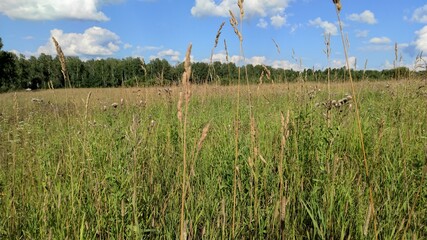 wildflowers and plants