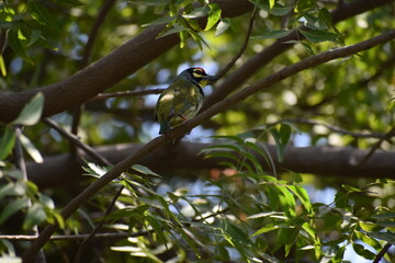 Bird Named Coppersmith Barbet