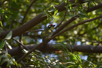 Bird Named Coppersmith Barbet