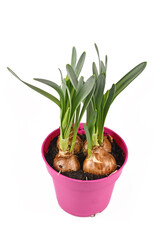 Spring flower plant 'Narcissus Westward' not yet in bloom with bulbs in pink pot isolated on white background