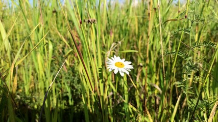 wildflower chamomile