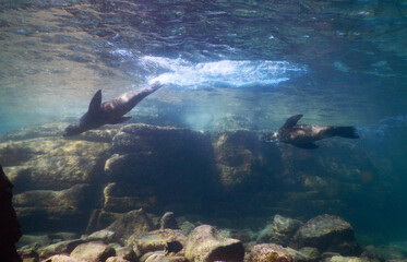 sea lion cubs diving in front of underwater rock formation 