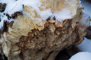 The trunk of a broken tree, a rotten tree close-up.