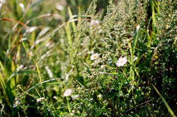 plants 