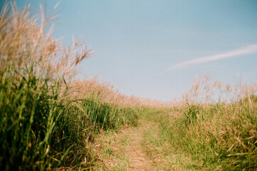 Fototapeta premium Low mountain in jeju island