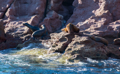 sea lions on the rocks 