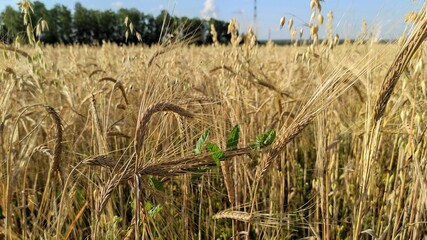 wheat field ears of wheat