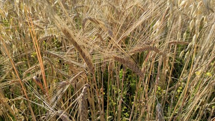 wheat field ears of wheat