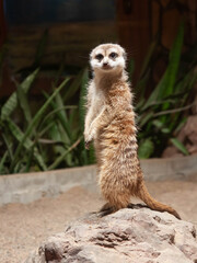 meerkat stands on a rock and looks at the camera