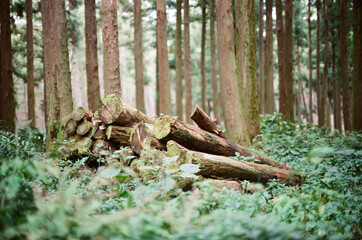 tree in forest