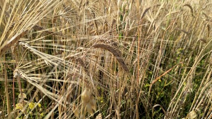 wheat field ears of wheat