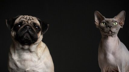 dog and cat portrait on black background