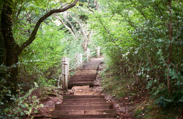 Obraz premium tree in forest