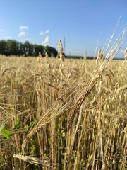 wheat field ears of wheat