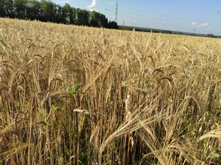 wheat field ears of wheat
