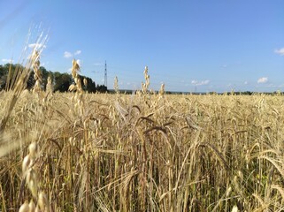 wheat field ears of wheat