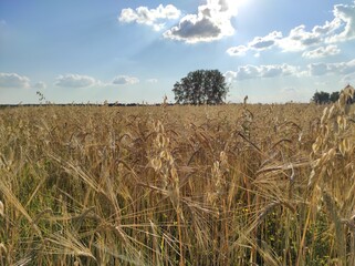 wheat field ears of wheat