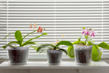 Beautiful blooming multicolored orchids on the window-sill on bright sunny day. Spring is coming
