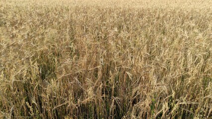wheat field ears of wheat