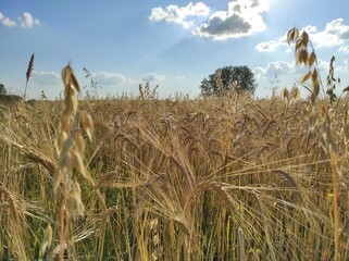 wheat field ears of wheat