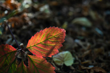 Nice yellow orange green and red leaves  nature background abstract macro close up autumn
