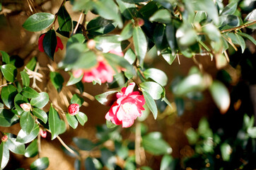 Obraz premium Camellia 