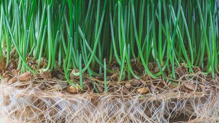 .Sprouted grain of wheat. Young shoots of wheat
