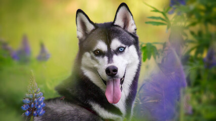 husky in flowers  © Krystsina
