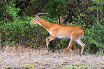 running antelope Waterbuck (Kobus ellipsiprymnus) in the african savannah namibia kruger park botswana masai mara