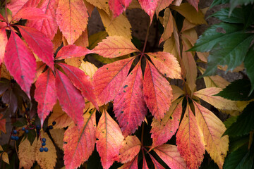 Naklejka na ściany i meble Nice yellow orange red leaves nature background abstract macro close up autumn