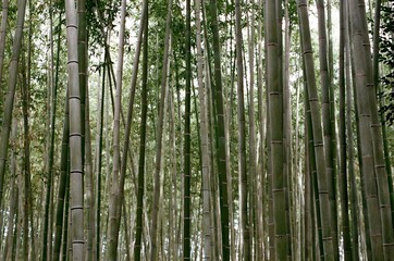 bamboo
