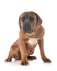 adult cane corso