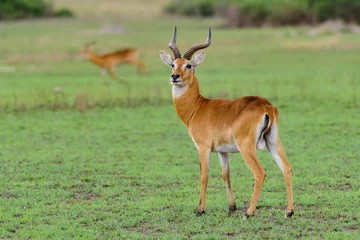 Fototapeten Antilope laufende Antilope Wasserbock (Kobus Ellipsiprymnus) in der afrikanischen Savanne Namibia Krüger Park Botswana Masai Mara  © vaclav