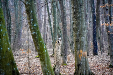 Early morning photos taken in a beautiful forest from Romania
