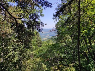 forest and mountains