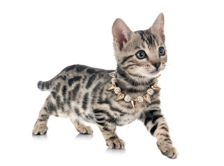 bengal kitten in studio