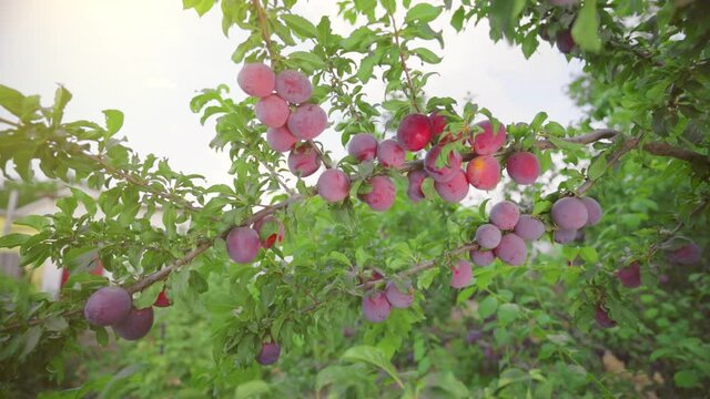 Plums ripen in the sun. Orchard. Tree branch covered with plums. A bountiful harvest. Fruit tree in sunlight. Sunbeams through the foliage of a tree. Juicy fruits. Natural vitamin sweets.