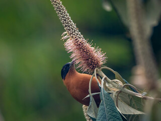 Rufous Sibia bird in nature in India